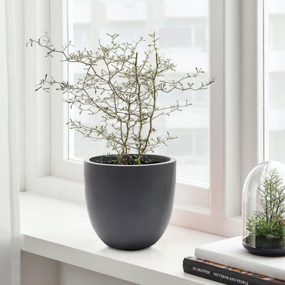 Jardinière ronde conique en MgO, pour l'intérieur et l'extérieur